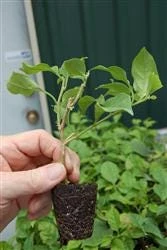 Pink Bougainvillea Juanita Hatten Live Plant - Pack of 2, 4-6 inch Starter Plants, Hardy Flowering Vine - Image 2