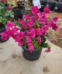 Pink Bougainvillea Juanita Hatten Live Plant - Pack of 2, 4-6 inch Starter Plants, Hardy Flowering Vine - Image 3