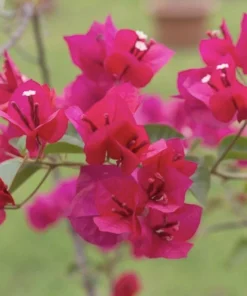 Pink Bougainvillea Juanita Hatten Live Plant - Pack of 2, 4-6 inch Starter Plants, Hardy Flowering Vine - Image 4