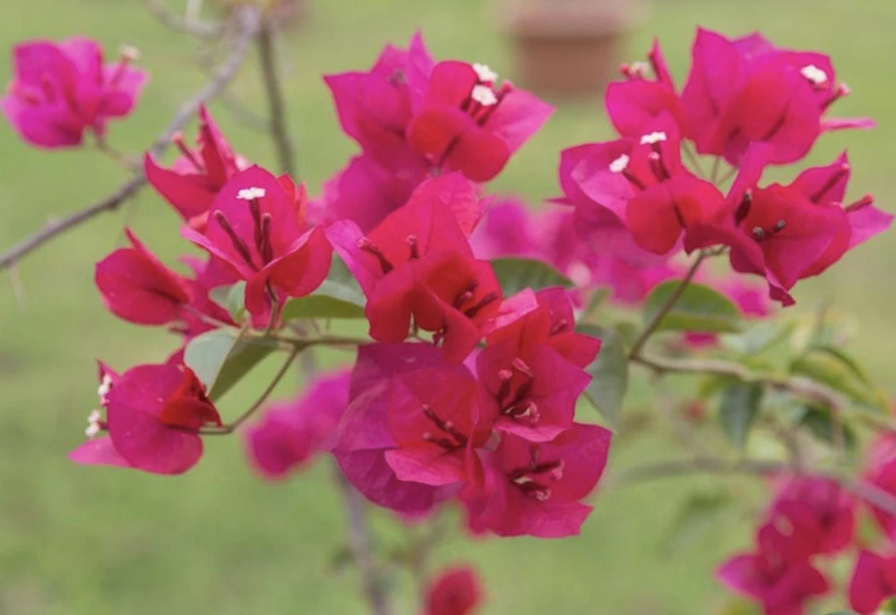 Pink Bougainvillea Juanita Hatten Live Plant - Pack of 2, 4-6 inch Starter Plants, Hardy Flowering Vine - Image 4