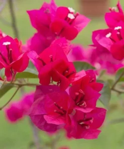 Pink Bougainvillea Juanita Hatten Live Plant - Pack of 2, 4-6 inch Starter Plants, Hardy Flowering Vine - Image 5