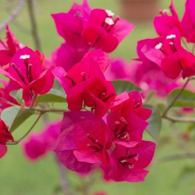 Pink Bougainvillea Juanita Hatten Live Plant - Pack of 2, 4-6 inch Starter Plants, Hardy Flowering Vine - Image 5
