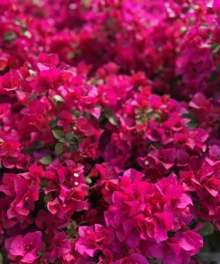 Pink Bougainvillea Juanita Hatten Live Plant - Pack of 2, 4-6 inch Starter Plants, Hardy Flowering Vine - Image 6