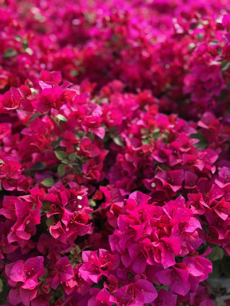 Pink Bougainvillea Juanita Hatten Live Plant - Pack of 2, 4-6 inch Starter Plants, Hardy Flowering Vine - Image 6