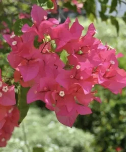 Pink Bougainvillea Juanita Hatten Live Plant - Pack of 2, 4-6 inch Starter Plants, Hardy Flowering Vine - Image 7