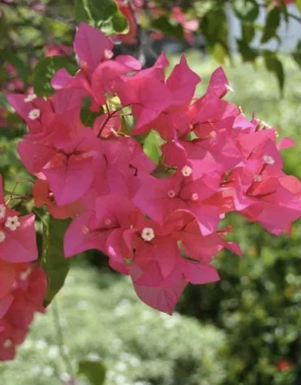 Pink Bougainvillea Juanita Hatten Live Plant - Pack of 2, 4-6 inch Starter Plants, Hardy Flowering Vine - Image 7