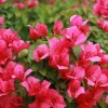 Pink Bougainvillea Juanita Hatten Live Plant - Pack of 2, 4-6 inch Starter Plants, Hardy Flowering Vine - Image 1