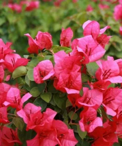 Pink Bougainvillea Juanita Hatten Live Plant - Pack of 2, 4-6 inch Starter Plants, Hardy Flowering Vine - Image 1