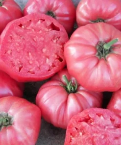 Pink Brandywine Tomato Live Plants - Set of 2 Heirloom Seedlings, 4-6 Inch Tall - Image 2