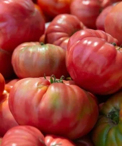 Pink Brandywine Tomato Live Plants - Set of 2 Heirloom Seedlings, 4-6 Inch Tall - Image 5