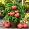Pink Brandywine Tomato Live Plants - Set of 2 Heirloom Seedlings, 4-6 Inch Tall - Image 1