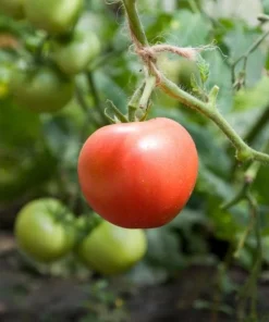 Pink Brandywine Tomato Live Plants - Set of 2 Heirloom Seedlings, 4-6 Inch Tall - Image 6
