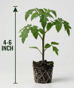 Pink Brandywine Tomato Live Plants - Set of 2 Heirloom Seedlings, 4-6 Inch Tall - Image 7