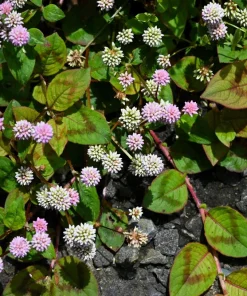 Pink Buttons Persicaria Capitata Seeds - 20 Seeds, Pink Flowers, Groundcover - Image 10