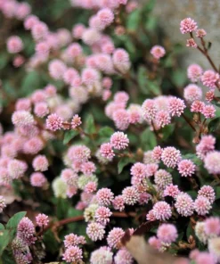 Pink Buttons Persicaria Capitata Seeds - 20 Seeds, Pink Flowers, Groundcover - Image 2