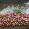 Pink Buttons Persicaria Capitata Seeds - 20 Seeds, Pink Flowers, Groundcover - Image 1