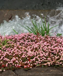 Pink Buttons Persicaria Capitata Seeds - 20 Seeds, Pink Flowers, Groundcover - Image 1