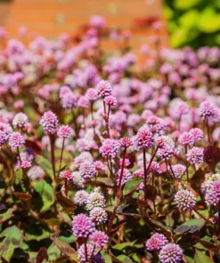 Pink Buttons Persicaria Capitata Seeds - 20 Seeds, Pink Flowers, Groundcover - Image 3