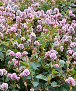 Pink Buttons Persicaria Capitata Seeds - 20 Seeds, Pink Flowers, Groundcover - Image 4