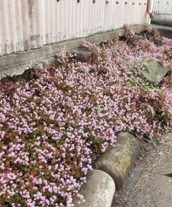 Pink Buttons Persicaria Capitata Seeds - 20 Seeds, Pink Flowers, Groundcover - Image 5