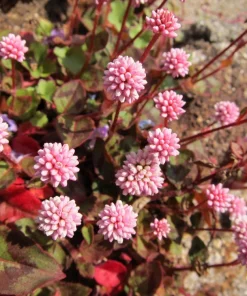 Pink Buttons Persicaria Capitata Seeds - 20 Seeds, Pink Flowers, Groundcover - Image 6