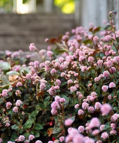 Pink Buttons Persicaria Capitata Seeds - 20 Seeds, Pink Flowers, Groundcover - Image 7