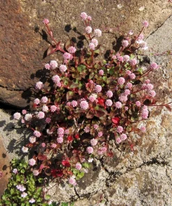 Pink Buttons Persicaria Capitata Seeds - 20 Seeds, Pink Flowers, Groundcover - Image 8