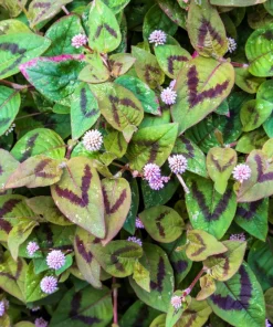Pink Buttons Persicaria Capitata Seeds - 20 Seeds, Pink Flowers, Groundcover - Image 9