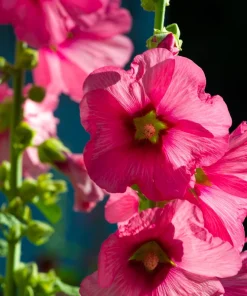 Pink Checkermallow Flower Seeds - Sidalcea Hendersonii - 50 Seeds - Image 2