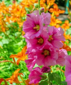 Pink Checkermallow Flower Seeds - Sidalcea Hendersonii - 50 Seeds - Image 3