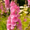 Pink Checkermallow Flower Seeds - Sidalcea Hendersonii - 50 Seeds - Image 1