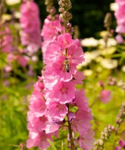Pink Checkermallow Flower Seeds - Sidalcea Hendersonii - 50 Seeds - Image 1