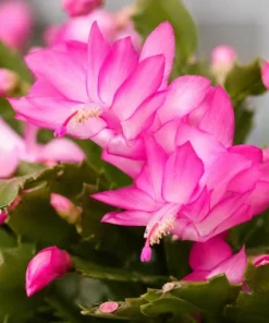 Pink Christmas Cactus Live Plant – 4-6 Inch Tall Holiday Houseplant, 2 Per Pot - Image 2