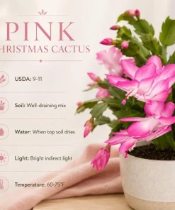 Pink Christmas Cactus Live Plant – 4-6 Inch Tall Holiday Houseplant, 2 Per Pot - Image 4