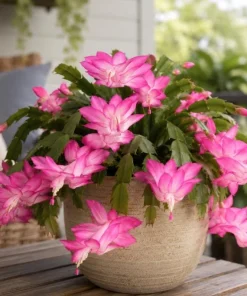 Pink Christmas Cactus Live Plant – 4-6 Inch Tall Holiday Houseplant, 2 Per Pot - Image 5