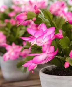 Pink Christmas Cactus Live Plant – 4-6 Inch Tall Holiday Houseplant, 2 Per Pot - Image 6