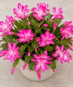 Pink Christmas Cactus Live Plant – 4-6 Inch Tall Holiday Houseplant, 2 Per Pot - Image 7