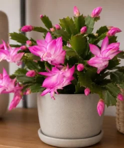 Pink Christmas Cactus Live Plant – 4-6 Inch Tall Holiday Houseplant, 2 Per Pot - Image 8