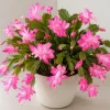 Pink Christmas Cactus Live Plant – 4-6 Inch Tall Holiday Houseplant, 2 Per Pot - Image 1