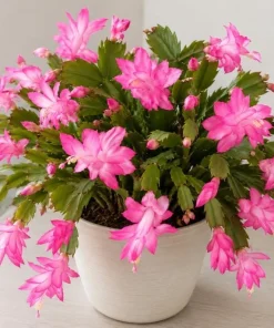 Pink Christmas Cactus Live Plant – 4-6 Inch Tall Holiday Houseplant, 2 Per Pot - Image 1