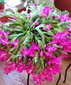 Pink Christmas Cactus Live Plant – Holiday Blooming Succulent – 4-6 Inch Tall - Image 2