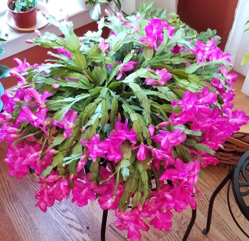 Pink Christmas Cactus Live Plant – Holiday Blooming Succulent – 4-6 Inch Tall - Image 2