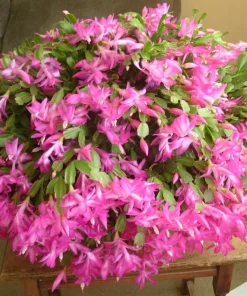 Pink Christmas Cactus Live Plant – Holiday Blooming Succulent – 4-6 Inch Tall - Image 3