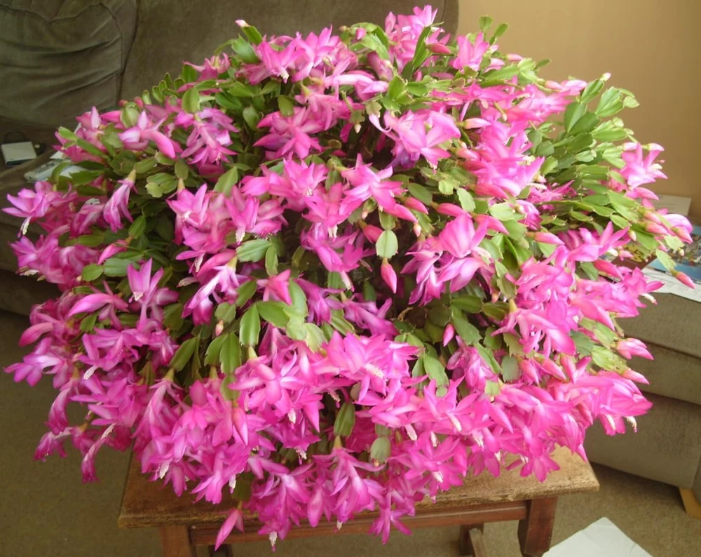 Pink Christmas Cactus Live Plant – Holiday Blooming Succulent – 4-6 Inch Tall - Image 3