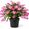 Pink Christmas Cactus Live Plant – Holiday Blooming Succulent – 4-6 Inch Tall - Image 1
