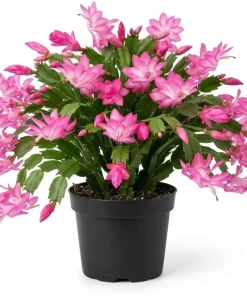 Pink Christmas Cactus Live Plant – Holiday Blooming Succulent – 4-6 Inch Tall - Image 1