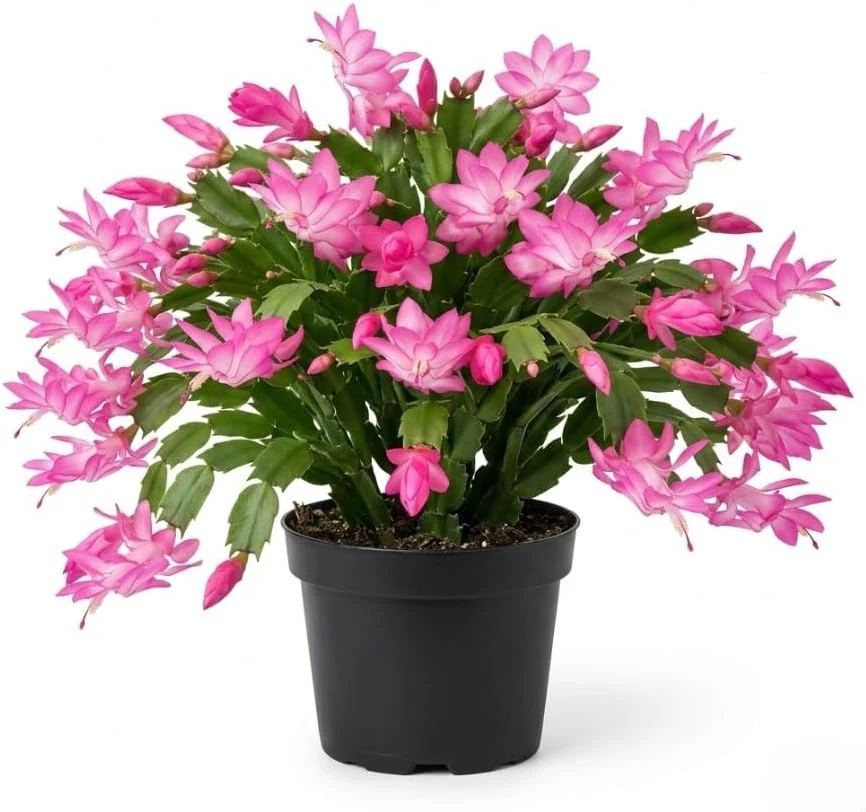 Pink Christmas Cactus Live Plant – Holiday Blooming Succulent – 4-6 Inch Tall - Image 1