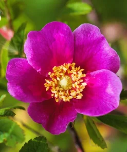Pink Cinnamon Rose Seeds - Fragrant Amur Rosa Davurica - 10 Seeds - Image 2