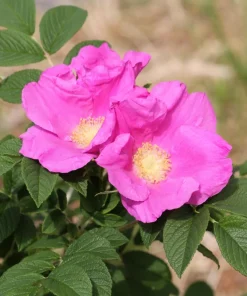 Pink Cinnamon Rose Seeds - Fragrant Amur Rosa Davurica - 10 Seeds - Image 3