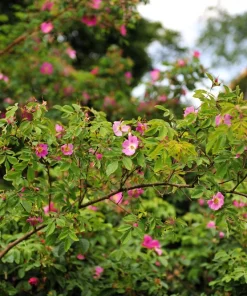 Pink Cinnamon Rose Seeds - Fragrant Amur Rosa Davurica - 10 Seeds - Image 4